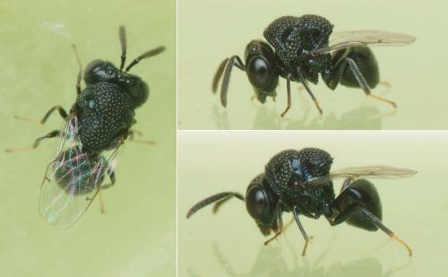 Réf. 265 662 : Perilampus minutalis